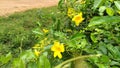 Beautiful Yellow Flower Golden Trumpet Vine flower Royalty Free Stock Photo