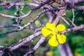 Beautiful yellow flower of great elephant apple tree, or Dillenia obovata (Blume) Hoogland. Royalty Free Stock Photo