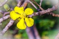 Beautiful yellow flower of great elephant apple tree, or Dillenia obovata (Blume) Hoogland. Royalty Free Stock Photo