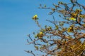 Beautiful yellow flower of great elephant apple tree, or Dillenia obovata (Blume) Hoogland. Royalty Free Stock Photo