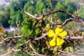 Beautiful yellow flower of great elephant apple tree, or Dillenia obovata (Blume) Hoogland. Royalty Free Stock Photo