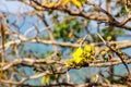 Beautiful yellow flower of great elephant apple tree, or Dillenia obovata (Blume) Hoogland. Royalty Free Stock Photo