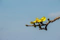 Beautiful yellow flower of great elephant apple tree, or Dillenia obovata (Blume) Hoogland. Royalty Free Stock Photo