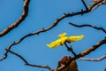 Beautiful yellow flower of great elephant apple tree, or Dillenia obovata (Blume) Hoogland. Royalty Free Stock Photo