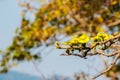 Beautiful yellow flower of great elephant apple tree, or Dillenia obovata (Blume) Hoogland. Royalty Free Stock Photo