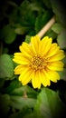 Beautiful yellow flower with Green Leaves image