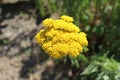 A beautiful yellow flower grows on the flower bed.