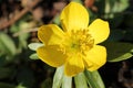 Aconites Plant. Royalty Free Stock Photo