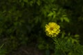 Beautiful of yellow flower head in public park at Chiang Mai,Thailand. Royalty Free Stock Photo