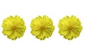 Beautiful of yellow flower head on white background Royalty Free Stock Photo