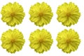 Beautiful of yellow flower head on white background Royalty Free Stock Photo