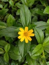 Beautiful Yellow Flower Image with Leaf Royalty Free Stock Photo