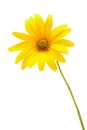 Beautiful yellow flower isolated on white background Royalty Free Stock Photo
