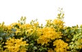 Beautiful yellow flower ivy tree   on white background,CatÃ¢â¬â¢ Claw Creeper or BIGNONIACEAE Royalty Free Stock Photo