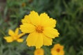 A beautiful yellow flower with jagged petals pleases the eye. Royalty Free Stock Photo