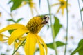 Beautiful yellow flower of Jerusalem artichoke with bumblebee source of inulin Royalty Free Stock Photo