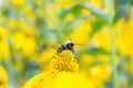 Beautiful yellow flower of Jerusalem artichoke with bumblebee source of inulin Royalty Free Stock Photo