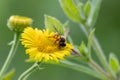 Beautiful yellow flower with a little busy bee shows spring and summer feelings with pollination of spring flowers and blooming ye