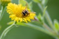 Beautiful yellow flower with a little busy bee shows spring and summer feelings with pollination of spring flowers and blooming ye