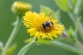 Beautiful yellow flower with a little busy bee shows spring and summer feelings with pollination of spring flowers and blooming ye