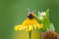 Beautiful yellow flower with a little busy bee shows spring and summer feelings with pollination of spring flowers and blooming ye