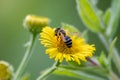 Beautiful yellow flower with a little busy bee shows spring and summer feelings with pollination of spring flowers and blooming ye