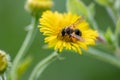 Beautiful yellow flower with a little busy bee shows spring and summer feelings with pollination of spring flowers and blooming ye