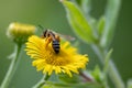 Beautiful yellow flower with a little busy bee shows spring and summer feelings with pollination of spring flowers and blooming ye