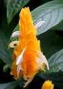 Beautiful yellow flower of a lollipop plant