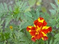 ..beautiful yellow flower. marigold. flowers for the garden Royalty Free Stock Photo