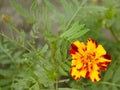 ..beautiful yellow flower. marigold. flowers for the garden Royalty Free Stock Photo