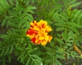 ..beautiful yellow flower. marigold. flowers for the garden Royalty Free Stock Photo