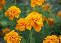 Beautiful yellow flower. marigold. flowers for the garden Royalty Free Stock Photo