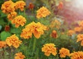Beautiful yellow flower. marigold. flowers for the garden. Royalty Free Stock Photo