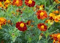 Beautiful yellow flower. marigold. flowers for the garden. Flowers for the alley Royalty Free Stock Photo