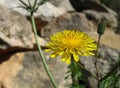 Beautiful yellow flower of Mediterranean Sow Thistle with the rocks in the background in Malta