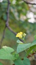 Beautiful yellow flower of Merremia umbellata also known as Hogvine, Sea spleenwort, Aguinaldo Amarillo etc. Spotted in Madiwala