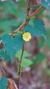 Beautiful yellow flower of Merremia umbellata also known as Hogvine, Sea spleenwort, Aguinaldo Amarillo etc. Spotted in Madiwala