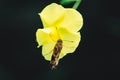 A beautiful yellow flower in the middle of green plants Royalty Free Stock Photo