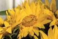 Beautiful, yellow flower in my garden sunflower flower, close-up,