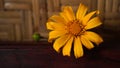 Beautiful yellow flower on natural brown bamboo wall background. Natural backgrounds. Little sunflower on wooden table.