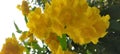 Beautiful yellow flower nature light bright outdoor green leaf awesome