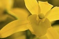 Beautiful yellow flower (Orchid) Royalty Free Stock Photo