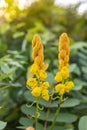 Beautiful yellow flower over blurred green garden background with vintage morning warm light Royalty Free Stock Photo