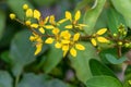 Beautiful yellow flower over green blur background Royalty Free Stock Photo