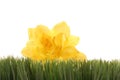 Beautiful yellow flower peeking behind green grass Royalty Free Stock Photo