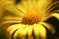 Beautiful yellow flower petals macrophotography.