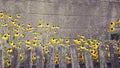 Beautiful yellow flower petals, next to an old wooden fence Royalty Free Stock Photo