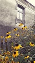 Beautiful yellow flower petals, next to an old wooden fence Royalty Free Stock Photo