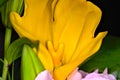 Beautiful yellow flower pistil focused with green and pink highlights